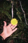 Dandilion super-sized