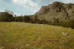 flowered meadow