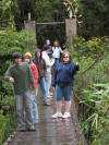 rainforest bridge