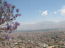 Jacaranda view