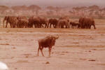 Gnu