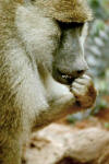 Babboon