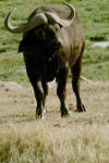 Cape Buffalo