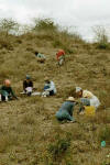 gathering rocks