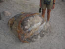 Big chunk petrified wood